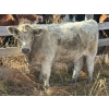 Image 3 : Donovan Banman - 650# October Delivery Steer Calves - 35 Head (Hays, AB)