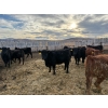 Image 9 : Lowe Ranches - 706# March Delivery Heifers - 54 Head (Nanton, AB)