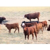 Image 4 : Twisted T Cattle Co. - 485# November Delivery Steer Calves - 110 Head (Carievale, SK)