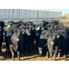 Image 2 : Habraken Farms Ltd. - 860# March Delivery Heifers - 72 Head (Scandia, AB)