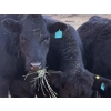 Image 7 : Delko & Sons & Lazy H Ranch - 10 Black Angus X February/March Calving Bred Heifers (Entwistle, AB)