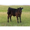 Image 8 : Spring View Ranch Ltd. - 625# November Delivery Steer Calves - 90 Head (Beaubier, SK)