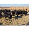 Image 4 : Cattlewood Farms Ltd. - 780# February Delivery Heifers - 156 Head (Vauxhall, AB)