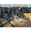 Image 10 : Jay Be Acres Ltd. - 795# March/April Delivery Steers - 76 Head (Deloraine, MB)