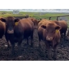 Image 1 : South View Ranch - 1100# June Delivery Virgin Bulls - 30 Head (Ceylon, SK)