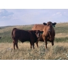 Image 5 : Cockburn Ranch - 700# October Delivery Steer Calves - 85 Head (Old Wives, SK) VBP+