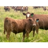 Image 6 : Mullen Land & Cattle Co. - 760# September Delivery Steer Calves - 80 Head (Peers, AB)