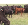 Image 4 : Storle Farms Ltd. - 570# October Delivery Heifer Calves - 45 Head (Lake Alma, SK)