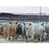 Image 1 : GW Murray Ranches - 480# Dec/Jan Delivery Weaned Heifers - 95 Head (Tilley, AB)