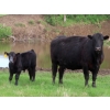 Image 3 : Knapp Farms - 550# October Delivery Steer Calves - 110 Head (Southey, SK)