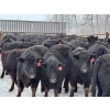 Image 3 : Fox Cattle Co. - 50 Black Angus/Simm X A.I. December Delivery Bred Heifers (Foam Lake, SK)