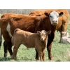 Image 13 : Sand Creek Enterprises - 630# October Delivery Steer Calves - 46 Head (Duchess, AB)