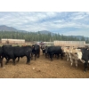 Image 7 : Westwold View Farms - 950# September Delivery Steers - 62 Head (Westwold, BC)