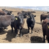 Image 5 : Lone Star Cattle Co. - 980# June Delivery Heifers - 260 Head (Strathmore, AB)