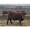 Image 8 : C.O. Johnson & Sons Ranches - 895# February Delivery Steers - 173 Head (Scandia, AB) VBP+