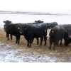 Image 2 : Little Rainbow Ranch - 22 Black & BBF Simm X Angus April/May Calving Bred Heifers (Moosomin, SK)
