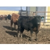 Image 14 : Hawk Ranching - 990# April Delivery Steers - 174 Head (Nanton, AB)