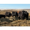 Image 3 : Jordie & Shelley Suitor - 9 Angus/Simm X 1st Calf Pairs (Blackie, AB)