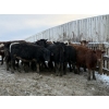 Image 4 : Bill Snyder - 650# March Delivery Heifers - 67 Head (Rimbey, AB)