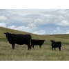 Image 5 : Paragon Ranch - 515# Sept/Oct Delivery Steer Calves - 110 Head (Bengough, SK)