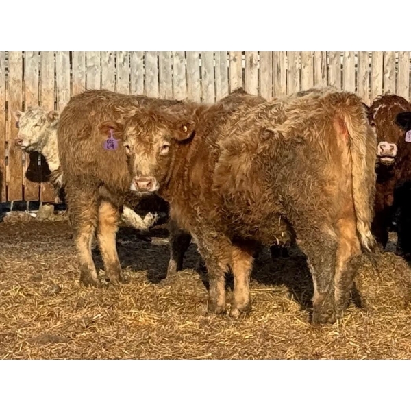 Cunningham Cattle Co. - 850# March Delivery Heifers - 70 Head (Rhein, SK)