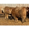 Image 1 : Cunningham Cattle Co. - 850# March Delivery Heifers - 70 Head (Rhein, SK)
