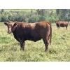 Image 4 : Lone Star Cattle Co. - 1040# Sept/Oct Delivery Grass Steers - 390 Head (Buck Lake, AB)