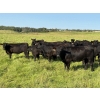 Image 2 : Iron J Cattle Ltd. - 940# October Delivery Grass Heifers - 130 Head (Glendon, AB)