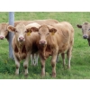 Image 3 : Taylor Enterprises Inc. - 900# September Delivery Grass Heifers - 134 Head (Wawota, SK)