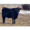 Image 8 : Hawk Ranching - 970# March Delivery Steers - 65 Head (Nanton, AB)