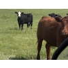 Image 5 : Church Hill Land & Cattle - 15 Black/BBF April/May Calving Bred Heifers (Coderre, SK)