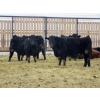 Image 3 : Resch Ranch - 950# March Weaned Steers - 195 Head (Leader, SK) VBP+