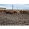 Image 4 : Ripple Rock Ranch - 790# March Delivery Weaned Heifers  - 278 Head (Fincastle, AB)