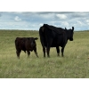 Image 7 : Paragon Ranch - 515# Sept/Oct Delivery Steer Calves - 110 Head (Bengough, SK)
