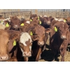 Image 3 : Westview Feeders - 1000# July Delivery Steers - 180 Head (Monarch, AB)