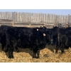 Image 8 : CC Farming Company - 680# January Delivery Heifers - 68 Head (Cayley, AB)