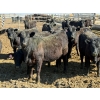 Image 3 : Van Hal Livestock Inc. - 33 Black Angus Replacement Heifers (Seven Persons, AB)