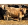 Image 6 : Cunningham Cattle Co. - 850# March Delivery Heifers - 70 Head (Rhein, SK)