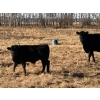 Image 5 : Eric Dublanko - 575# November Delivery Steer Calves - 110 Head (Thorsby, AB)