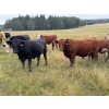 Image 4 : Midpoint Farms - 1025# Sept/Oct Grass Steers - 120 Head (Drayton Valley, AB)