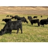 Image 6 : Harpur Ranch - 600# November Delivery Steer Calves - 75 Head (Rock Creek, BC)