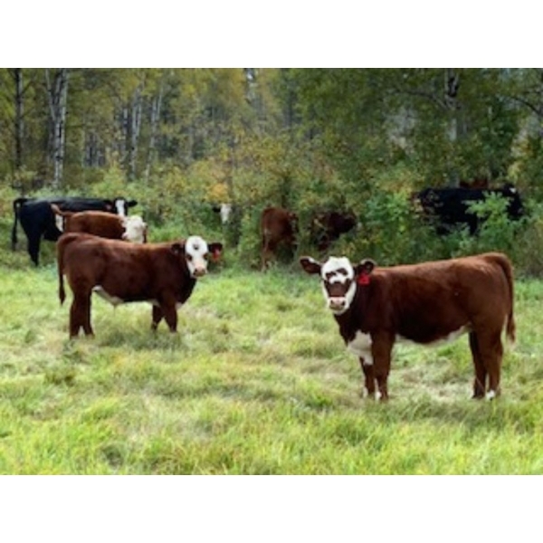 141 Mile Ranch - 675# October Delivery Steer Calves - 90 Head (141 Mile House, BC) VBP+