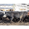 Image 6 : Fridlington Family Farms - 700# March Delivery Heifers - 88 Head (Kersley, BC)