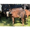 Image 10 : Bar 27 Stock Farm - 625# October Delivery Heifer Calves - 65 Head (Spruce View, AB) VBP+
