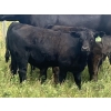 Image 3 : Hand Hills Farming - 800# September Delivery Steer Calves - 160 Head (Hanna, AB) VBP+