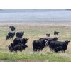 Image 5 : Josh Maser - 530# November Delivery Steer Calves - 195 Head (Elkwater, AB)