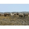 Image 2 : Douglass Agro - 765# March Delivery Weaned Steers - 250 Head (Gem, AB)