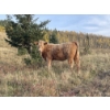 Image 2 : Einar & Judy & Logan & Emily Nelson - 590# October Delivery Heifer Calves - 100 Head (Maycroft, AB)