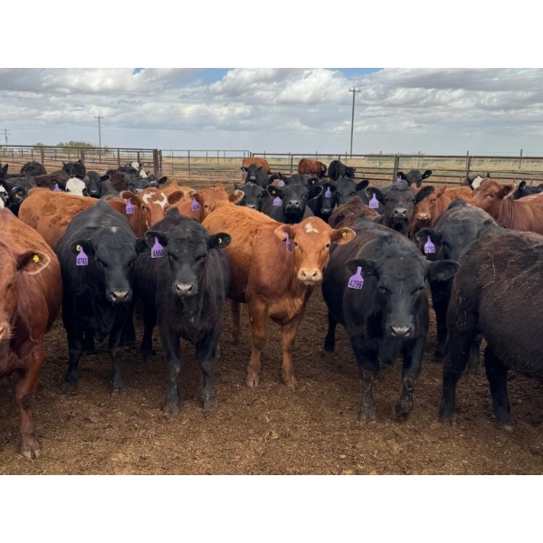 Kelsey Porter Inc. - 725# May Delivery Heifers - 81 Head (Burdett, AB)