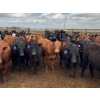Image 1 : Kelsey Porter Inc. - 725# May Delivery Heifers - 81 Head (Burdett, AB)